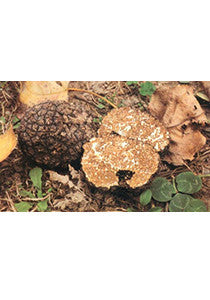 Tuber masentericum