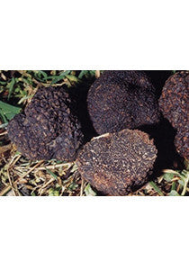 Tuber Melanosporum (OS)